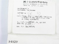 鬼傘屬藏品圖，第3張