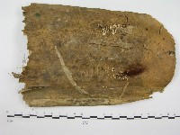 鬼傘屬藏品圖，第1張