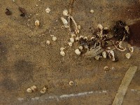 鬼傘屬藏品圖，第4張