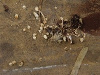 鬼傘屬藏品圖，第5張