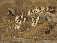 鬼傘屬藏品圖，第6張