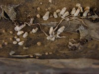 鬼傘屬藏品圖，第7張