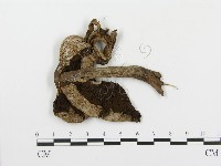 傘菌屬藏品圖，第3張
