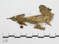 微皮傘屬藏品圖，第1張