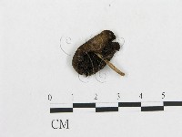 登錄號:F0004833藏品圖，第1張