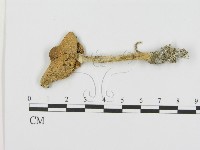 登錄號:F0004834藏品圖，第1張