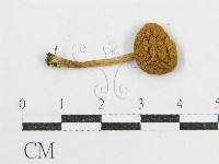 登錄號:F0004835藏品圖，第3張