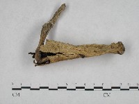 登錄號:F0004836藏品圖，第1張