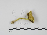 登錄號:F0004837藏品圖，第1張