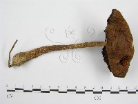 登錄號:F0004838藏品圖，第1張