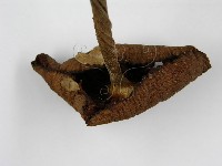 登錄號:F0004838藏品圖，第4張