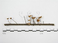 登錄號:F0004839藏品圖，第1張