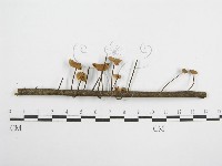 登錄號:F0004839藏品圖，第4張