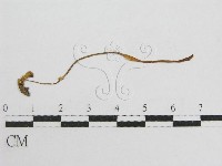 登錄號:F0004842藏品圖，第3張