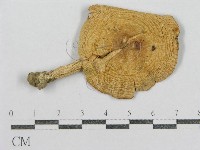 紅菇屬藏品圖，第1張