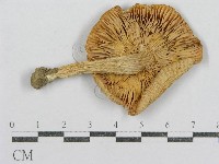 紅菇屬藏品圖，第3張