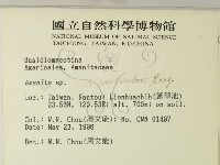 鵝膏屬藏品圖，第2張