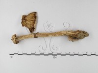 鵝膏屬藏品圖，第1張