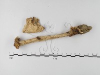 鵝膏屬藏品圖，第3張