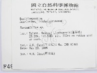 微皮傘屬藏品圖，第2張