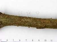 登錄號:F0004847藏品圖，第3張