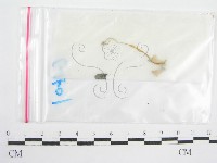 鬼傘屬藏品圖，第3張