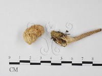 登錄號:F0004849藏品圖，第1張