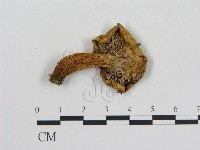 乳菇屬藏品圖，第3張