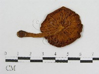 登錄號:F0004851藏品圖，第3張