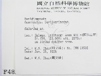 盔孢傘屬藏品圖，第2張