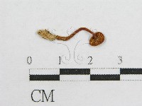 盔孢傘屬藏品圖，第3張