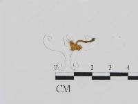 齒菌屬藏品圖，第3張