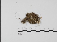 登錄號:F0004857藏品圖，第3張