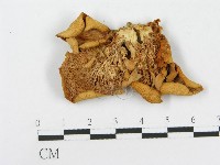 登錄號:F0004859藏品圖，第3張