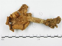 登錄號:F0004860藏品圖，第1張