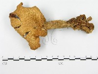 登錄號:F0004860藏品圖，第3張