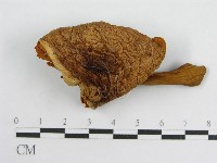 登錄號:F0004862藏品圖，第1張