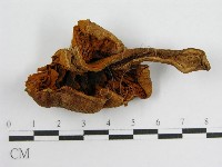 登錄號:F0004862藏品圖，第3張