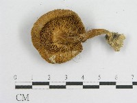 登錄號:F0004863藏品圖，第3張
