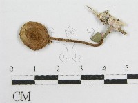 登錄號:F0004864藏品圖，第3張