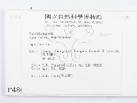 傘菌屬藏品圖，第2張