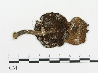 傘菌屬藏品圖，第1張