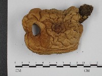 登錄號:F0004866藏品圖，第1張