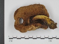 登錄號:F0004866藏品圖，第3張