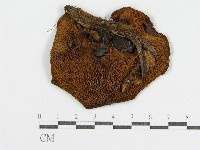 登錄號:F0004867藏品圖，第1張