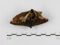登錄號:F0004868藏品圖，第1張