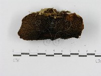 登錄號:F0004868藏品圖，第5張
