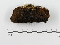 登錄號:F0004868藏品圖，第6張