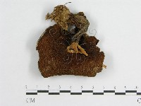 登錄號:F0004869藏品圖，第1張