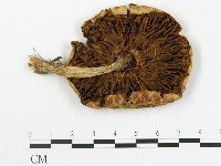 登錄號:F0004870藏品圖，第1張